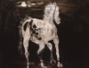 Moon Lit Horse Moon Lit Horse