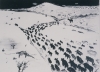 Cattle Drive Cattle Drive